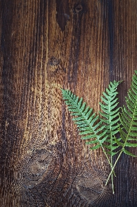 Tree branch plant wood Photo