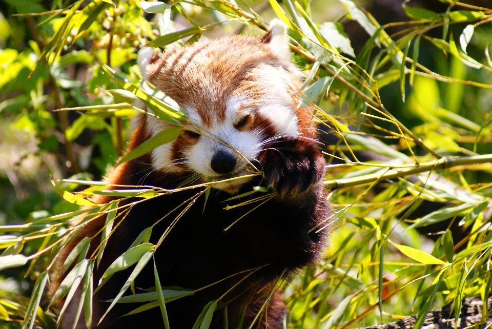 Nature grass flower animal