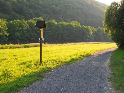 木 自然 道 山 写真