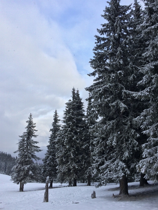 Paysage arbre nature forêt