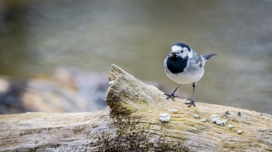 水 自然 鳥 座席
 写真