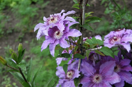 Nature blossom plant flower Photo