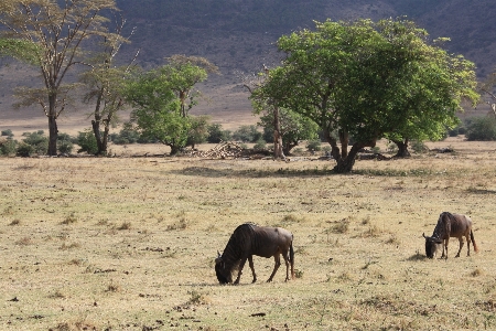 Nature adventure wildlife herd Photo