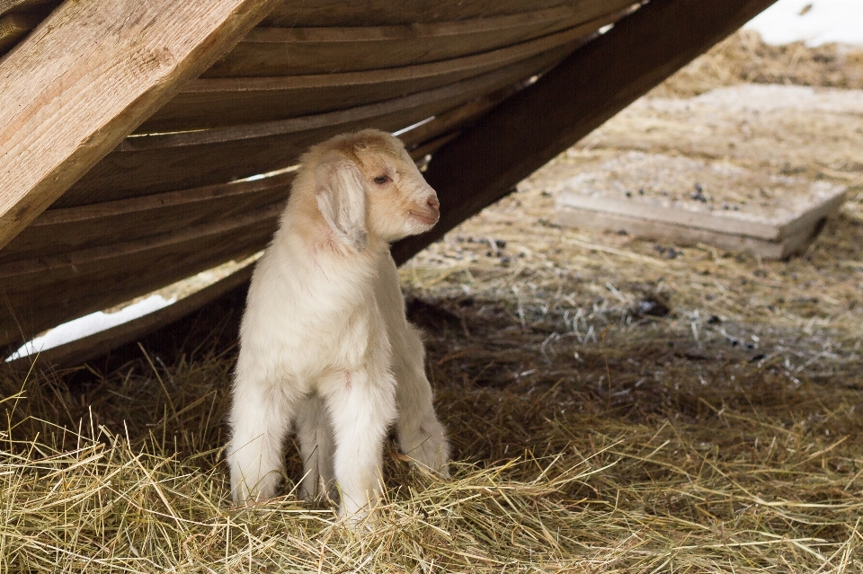 農場 子供 犬 ヤギ