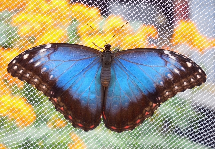 羽 花 虫 青 写真