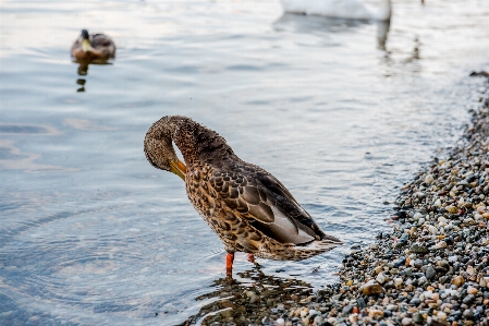 海 水 自然 鳥 写真