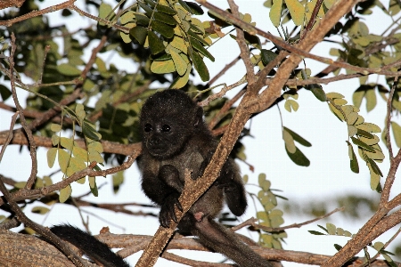 Nature forest branch animal Photo