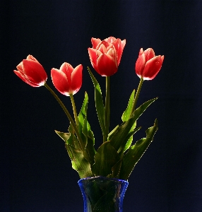 Blossom plant bunch flower Photo