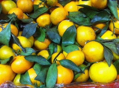 Plant fruit orange food Photo