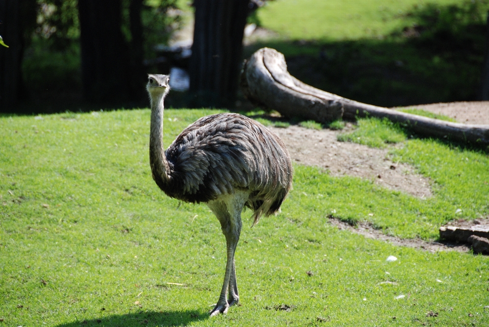 Oiseau faune zoo le bec