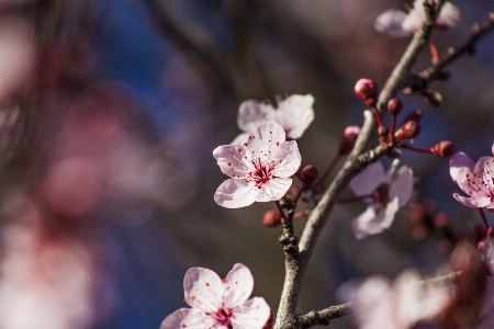 Branch blossom plant photography Photo