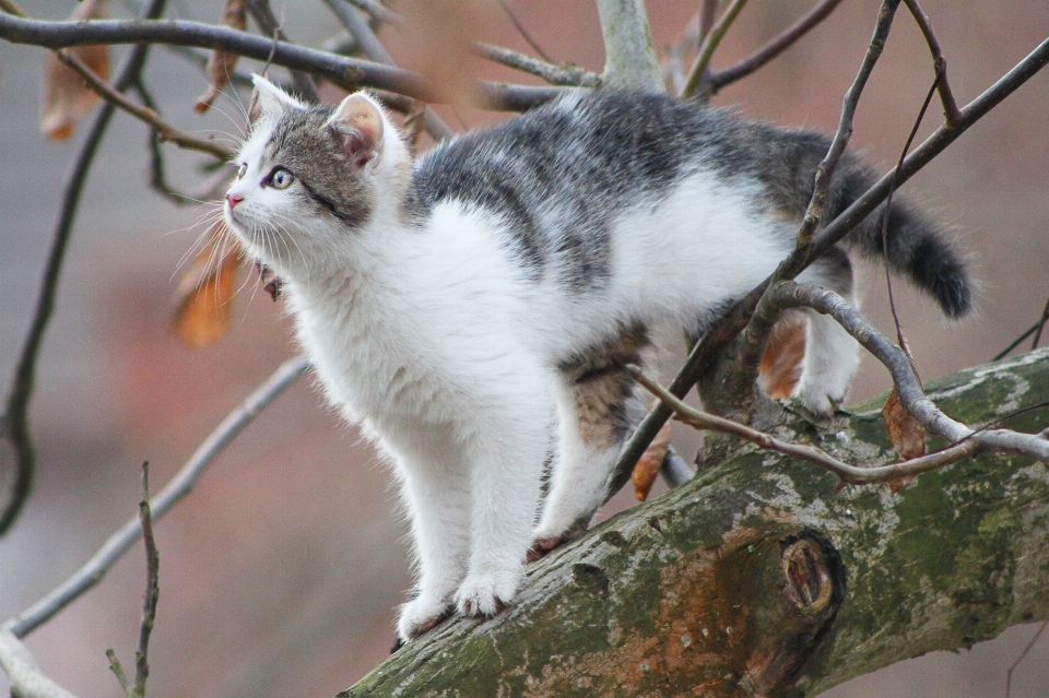 树 猫 秋天 哺乳动物