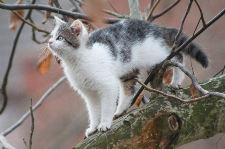 Ağaç kedi sonbahar memeli Fotoğraf