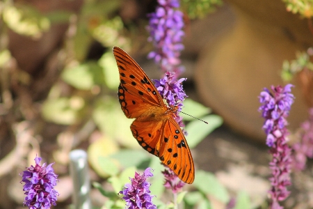 Nature plant sunshine flower Photo