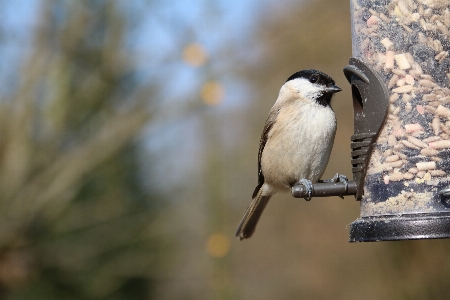 Nature branch bird wildlife Photo