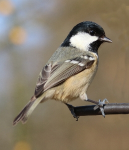 Nature outdoor branch bird Photo