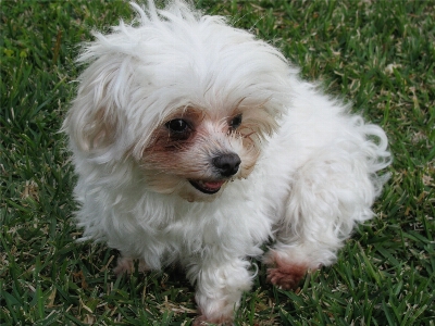 Foto Naturaleza cachorro perro mascota