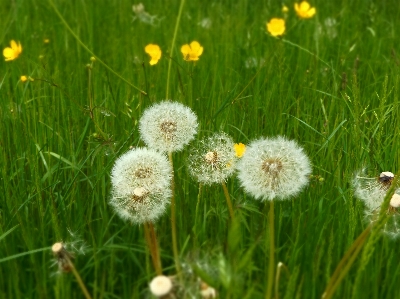 Nature grass outdoor blossom Photo