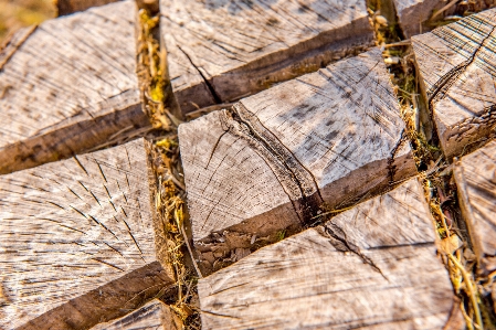 Tree nature rock branch Photo