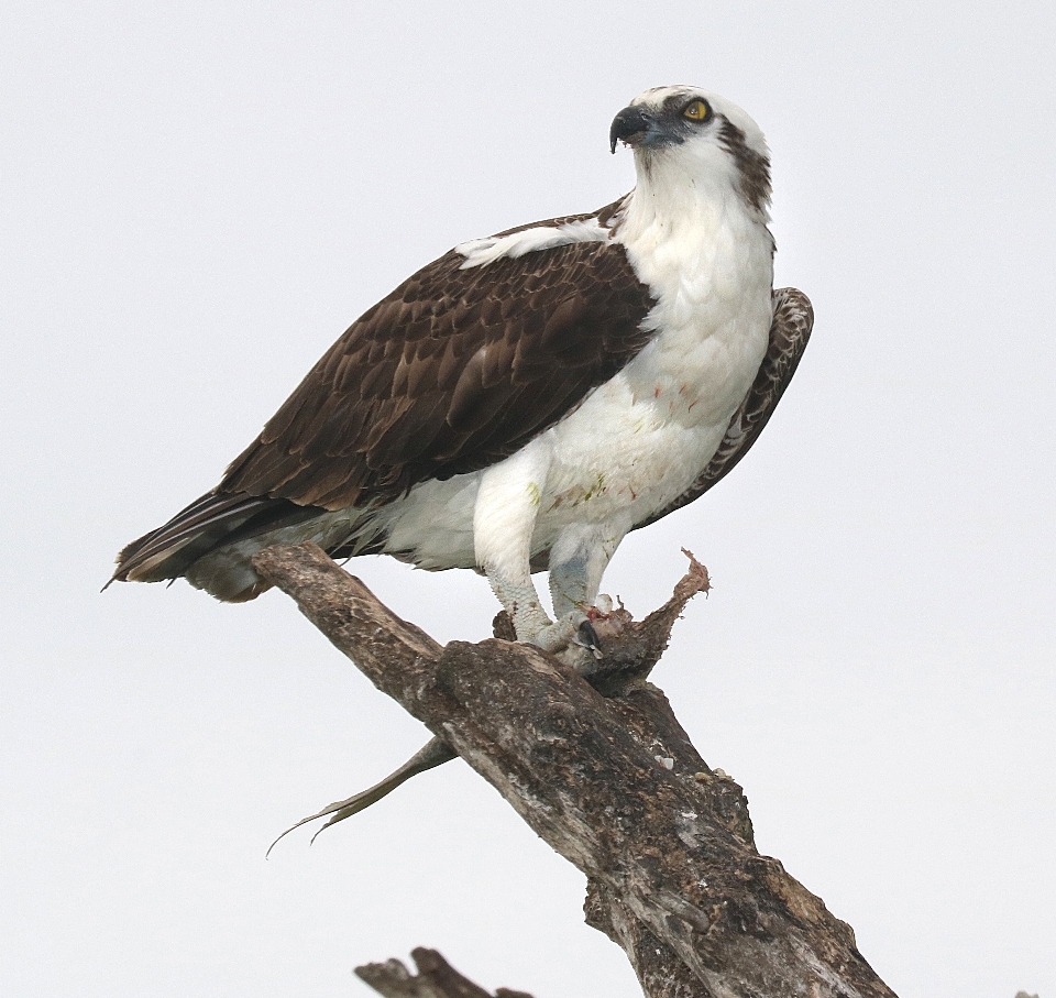 Tree nature branch bird