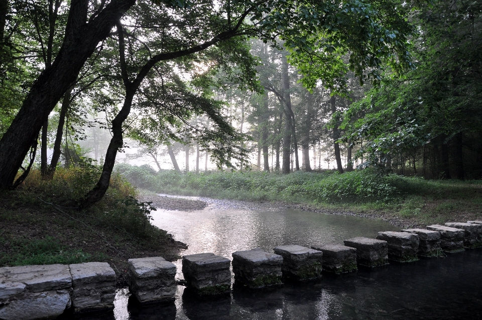 Landschaft baum wasser natur