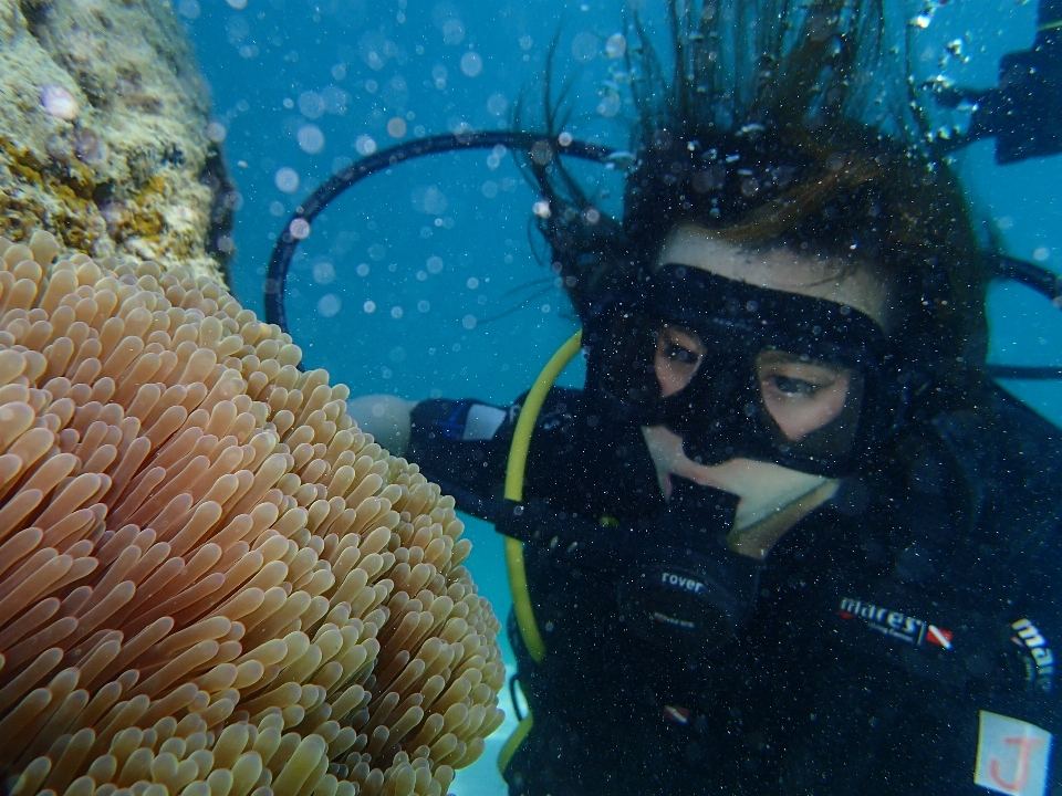 Mar mergulhando embaixo da agua biologia