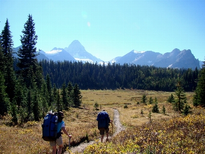 Landscape nature forest outdoor Photo