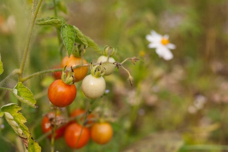 Branch plant fruit flower Photo