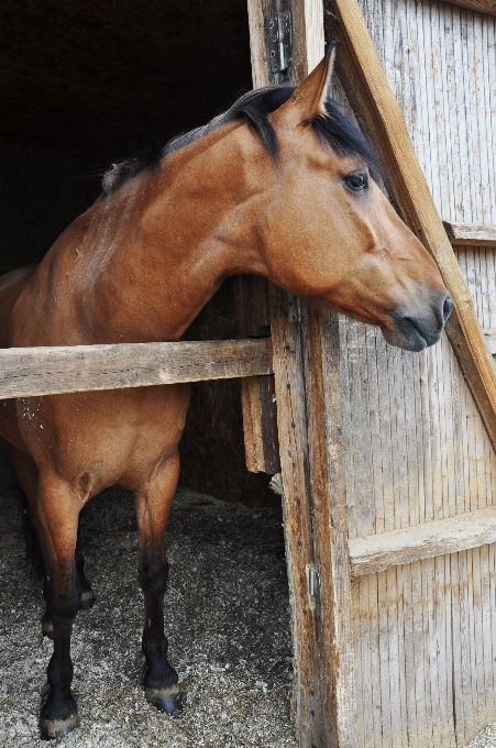 Nature animal wild horse