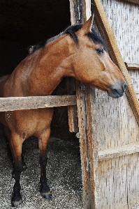 Nature animal wild horse Photo