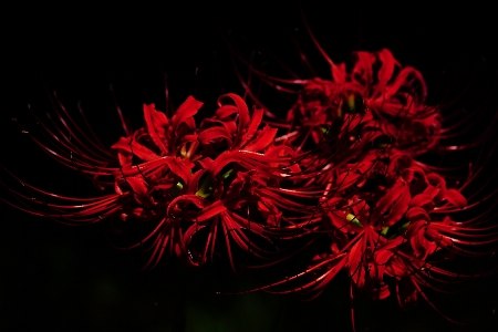 Foto Leggero pianta fiore petalo