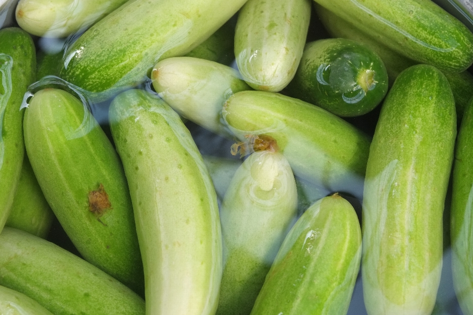 Agua frío planta fruta