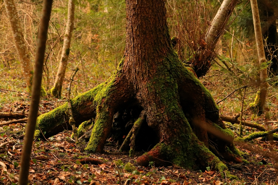 Drzewo natura las pustynia
