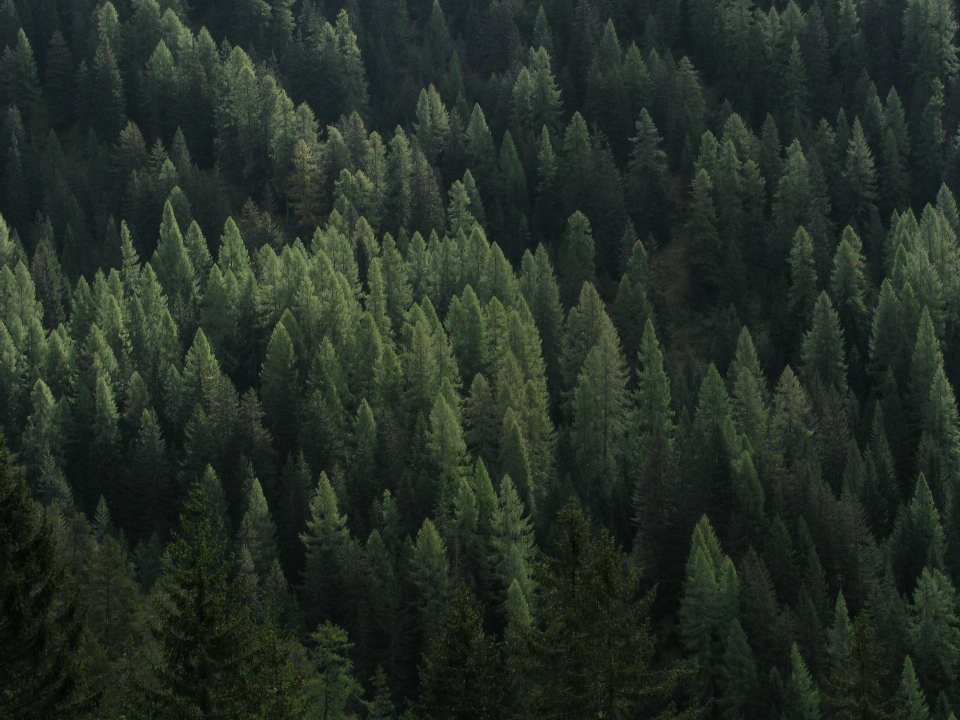 Albero natura foresta selvaggia
