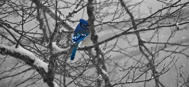 Tree branch snow cold Photo