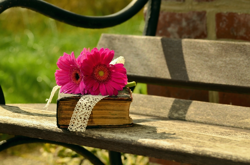 Blüte buch lesen anlage