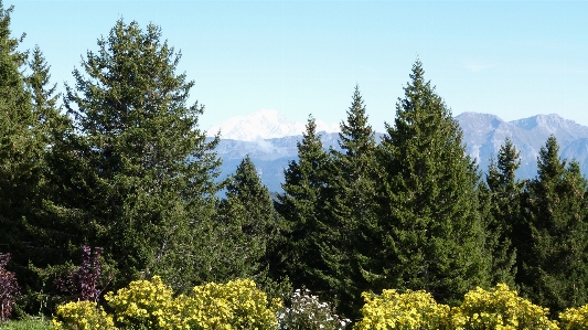 Foto Paesaggio albero natura foresta