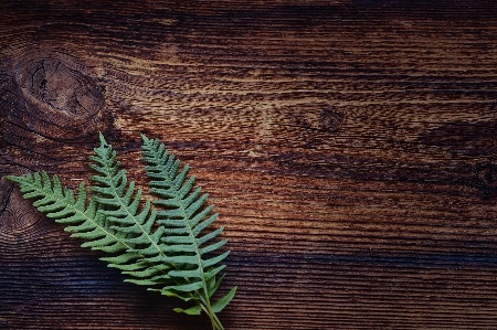 Tree branch plant wood Photo