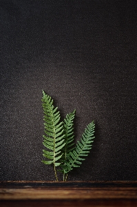 自然 ブランチ 植物 木 写真