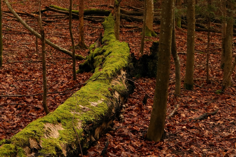 Landscape tree nature forest