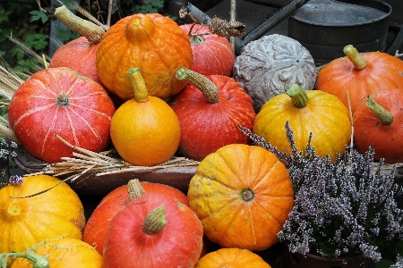 Plant fruit decoration orange Photo