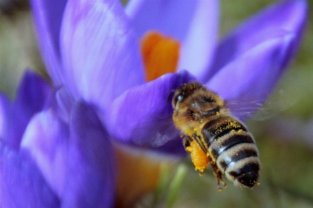 自然 花 植物 写真撮影 写真