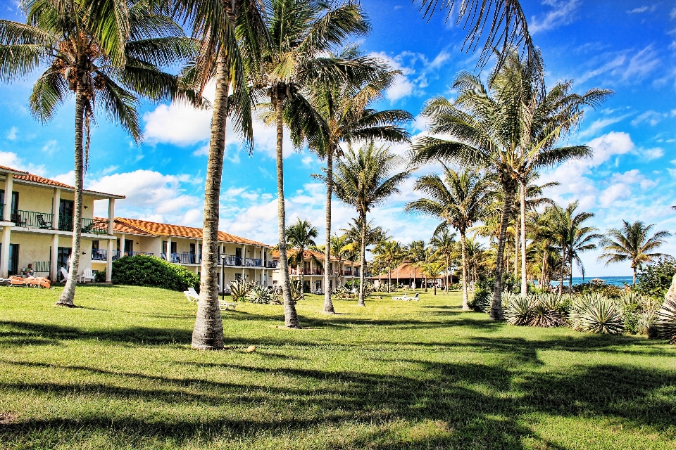 Beach tree sky lawn