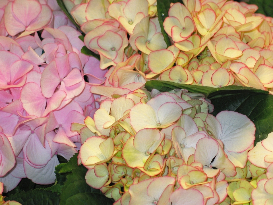 Natura fiore pianta bianco