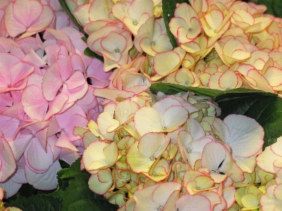 Nature blossom plant white Photo