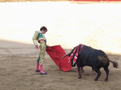 Bull spain sports performance Photo