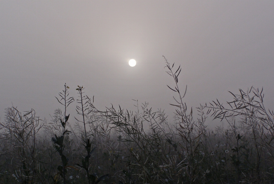 Nature grass branch winter