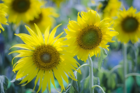 Nature outdoor blossom light Photo