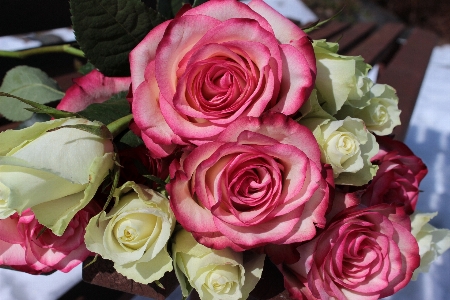 Plant flower petal bouquet Photo