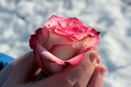 Blossom plant photography flower Photo